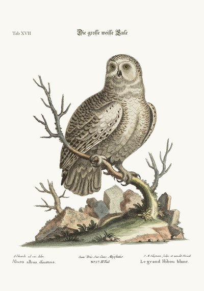The Great White Owl by George Edwards